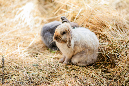 Fluffy lop rabbit sitting on hay in warm sunlight.