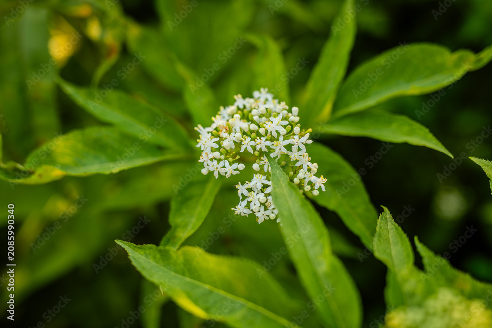 Fototapeta premium Small white flowers blooming among bright green leaves.