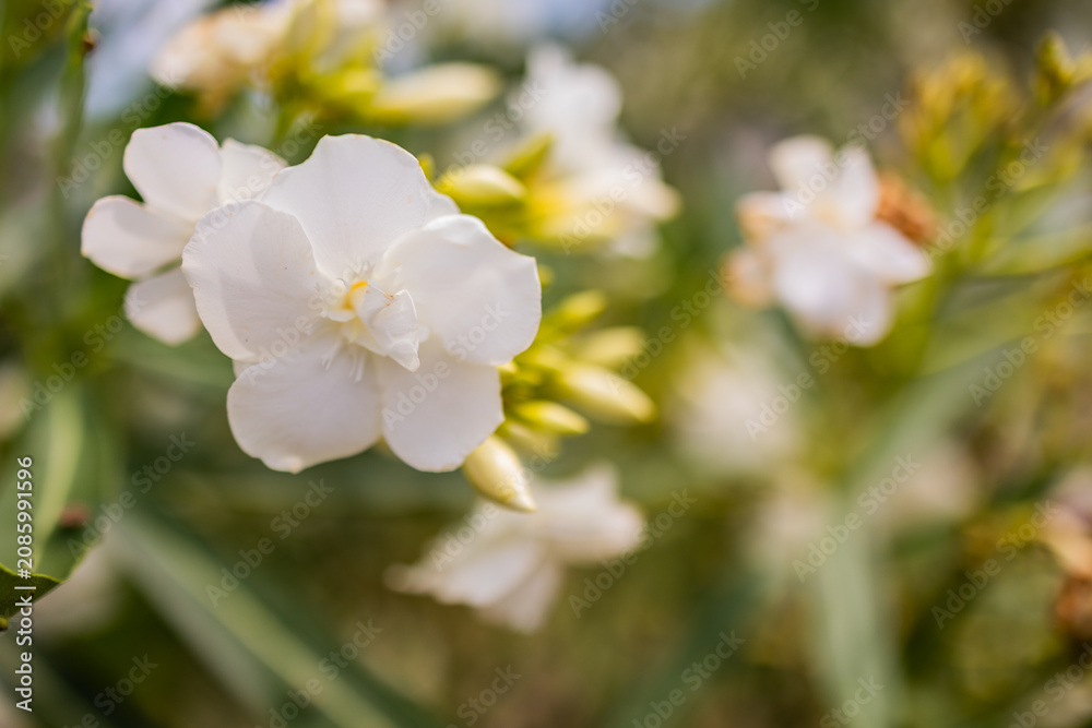 Obraz premium White gardenia jasminoides flower blooming among glossy green leaves in a soft garden closeup.