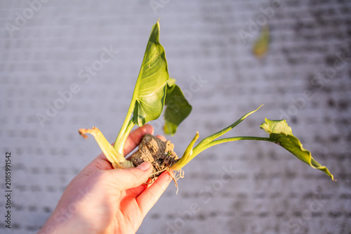 Photos Hand holding an uprooted calla lily plant with roots in Herceg Novi Montenegro