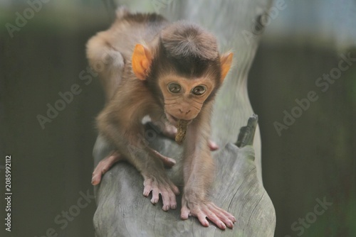 Photography A baby monkey is seen playing on a log