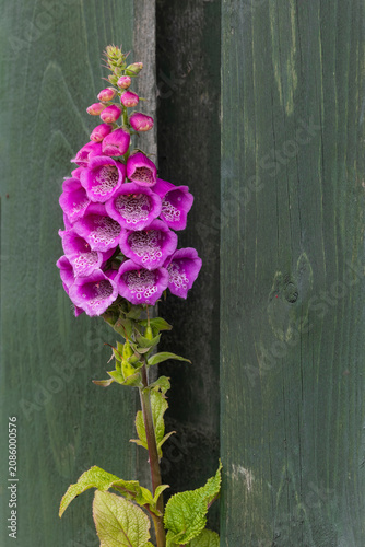 Fotografie Bright purple foxglove flower spike growing beside a painted wooden fence, highl