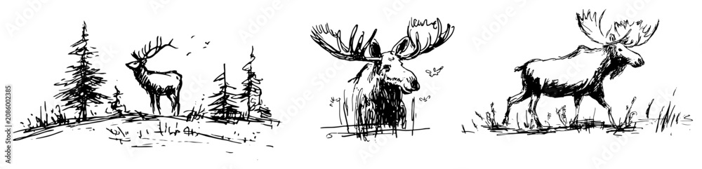 Fototapeta premium Deer standing among pines and moose in a forest habitat sketch style