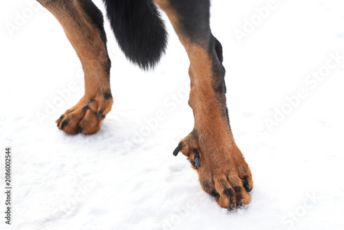 Double dewclaws on back legs of a black and tan Beauceron dog standing on a snow in winter. Close up view