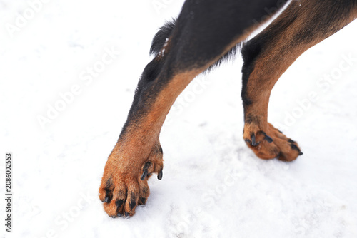 Double dewclaws on back legs of a black and tan Beauceron dog standing on a snow in winter. Close up view