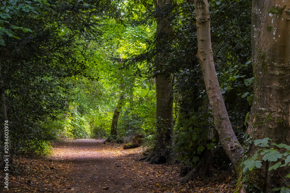 Fototapeta premium Shaded woodland footpath beneath mature trees in peaceful deciduous forest
