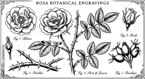 Vintage engraving set of rose botanical elements featuring flower buds, blooming blossoms, prickly stem, rosehip fruit, and serrated leaves.