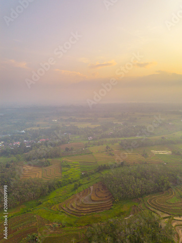 Beautiful panoramic aerial view of terraced rice fields at sunrise in Indonesia, surrounded by lush tropical greenery and palm trees.