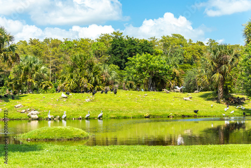 Bild auf Leinwand Lake with many birds in the summer park