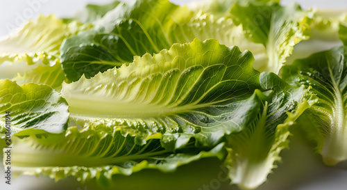 Fresh romaine lettuce leaves on white background for healthy eating and salads