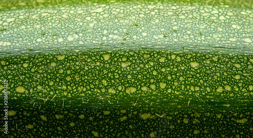 Cucumber skin texture with dew drops and stomata