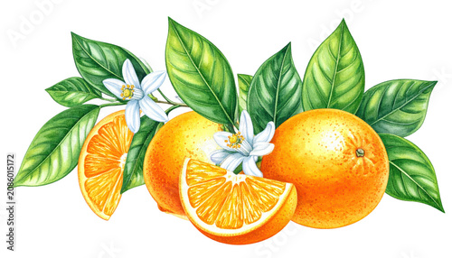 Fresh Orange Watercolor Illustration with Blossoms and Green Leaves