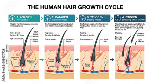 Foto Human Hair Growth Cycle Diagram: Anagen, Catagen, Telogen, Exogen Phases