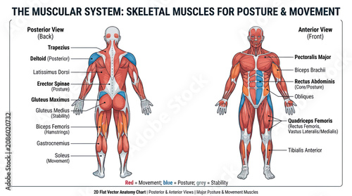 Konstfotografi Human Muscular System Anatomy Chart: Skeletal Muscles for Posture and Movement