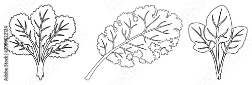 Konstfotografi Fresh leafy green vegetables like kale and spinach in minimalist continuous line