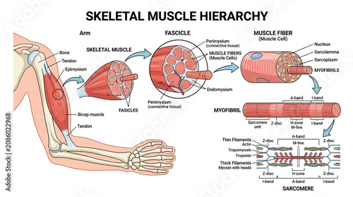 Bild auf Leinwand Skeletal Muscle Hierarchy Diagram: From Arm to Sarcomere