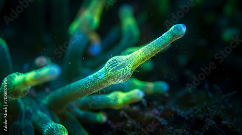 fluorescent anemone underwater