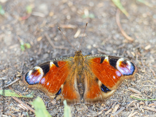 Fényképezés Peacock butterfly on the ground among the grass