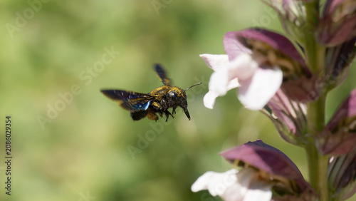 Une abeille charpentière en vol