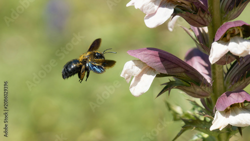 Une abeille charpentière en vol