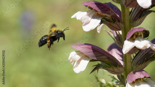 Une abeille charpentière en vol