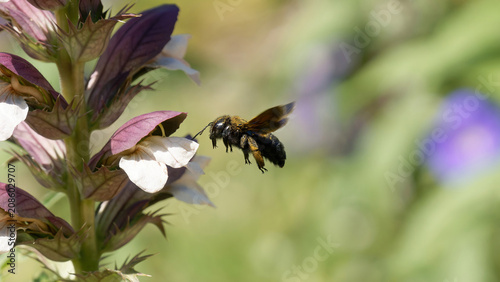 Une abeille charpentière en vol