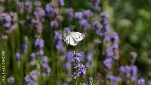 un papillon blanc (piéride du chou) en vol