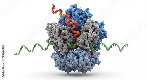 A detailed 3D rendering of a ribosome complex interacting with a strand of messenger RNA molecule.