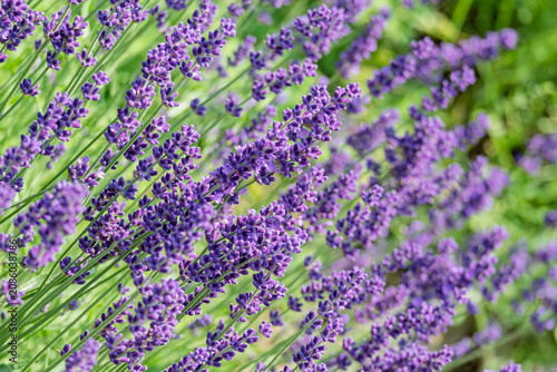 Echter Lavendel (Lavandula angustifolia)
