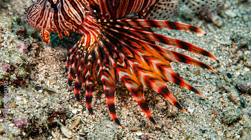 extreme closeup lionfish