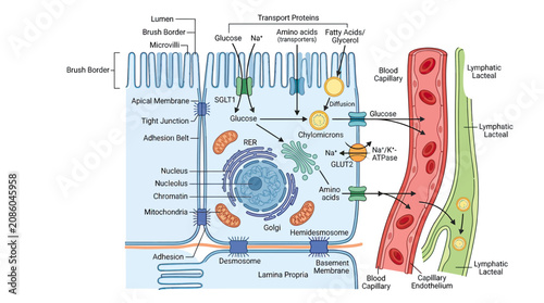 Bild auf Leinwand Intestinal Epithelial Cell Absorption - Glucose and Amino Acid Transport