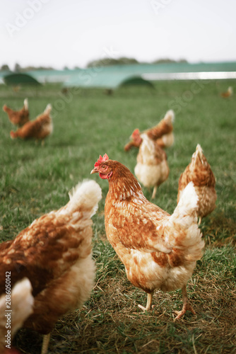 Fotografie A flock of free-range chickens walking across a green pasture on a countryside farm