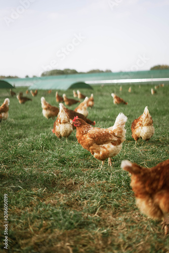 Flock of free range chickens on a grassy field