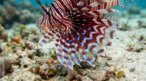 extreme closeup lionfish