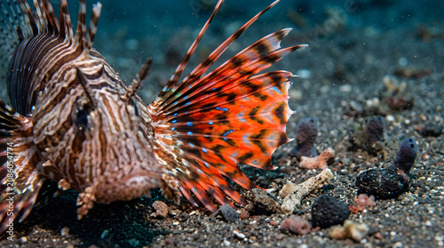 gurnard lionfish beautiful fin