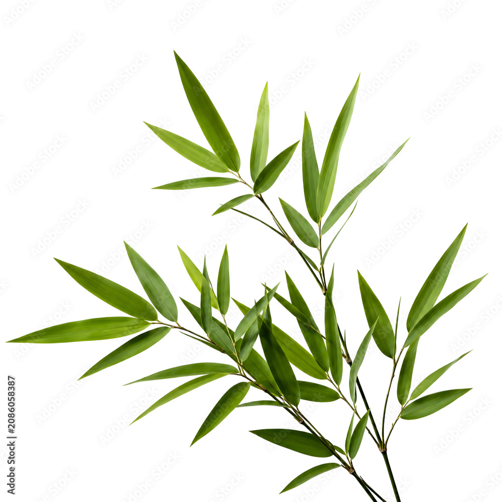 Fototapeta premium Green Bamboo Branch