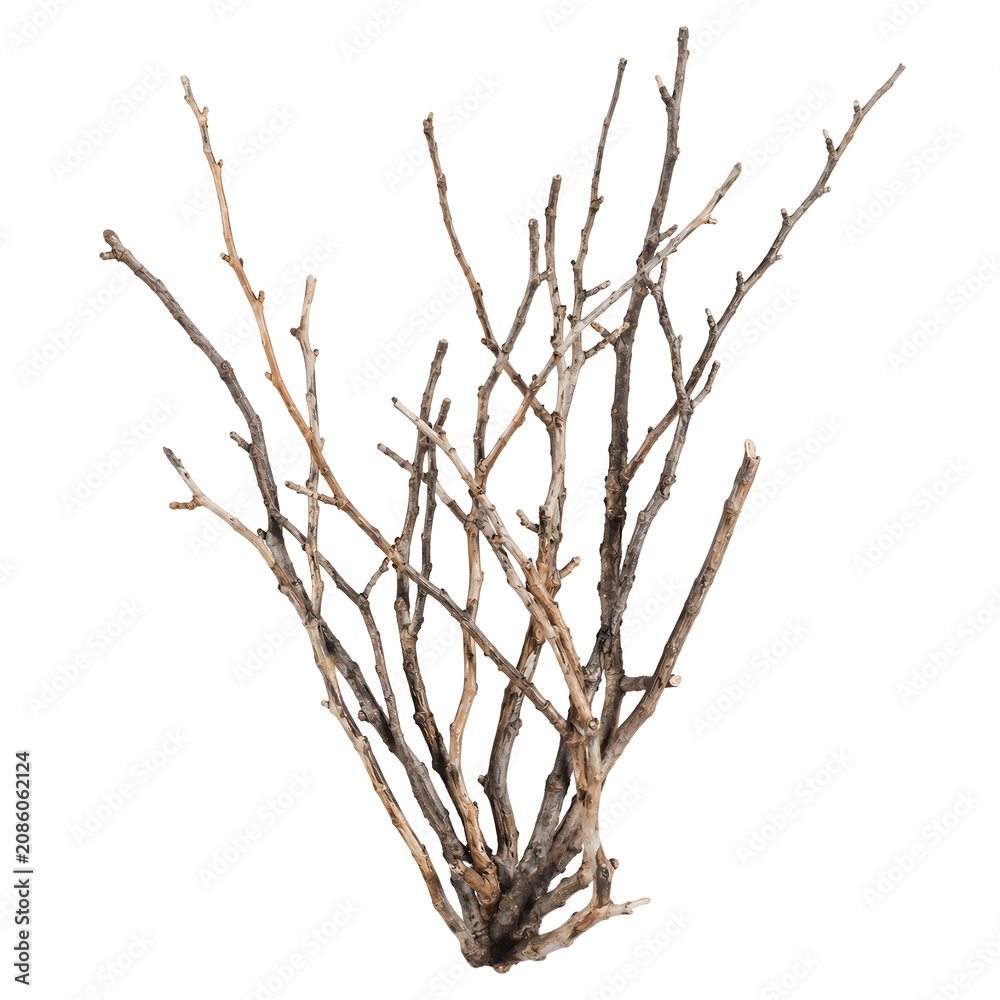 Fototapeta premium Dry Twig Branches