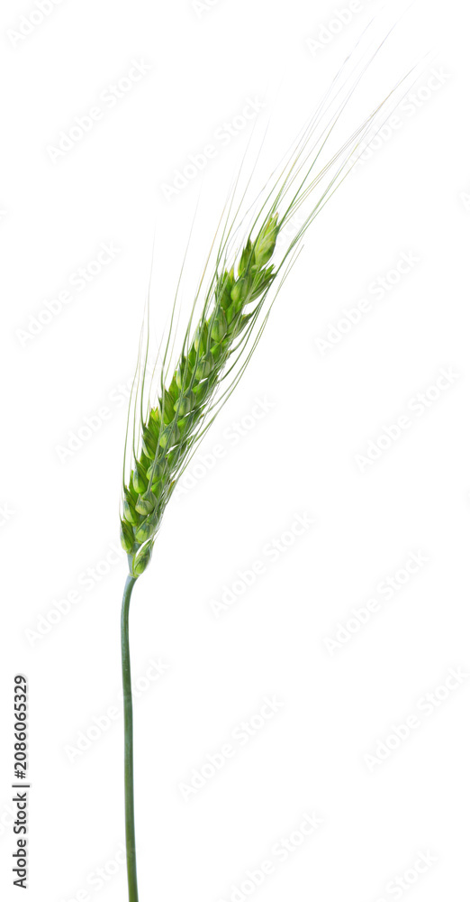 Fototapeta premium One green wheat spike isolated on white