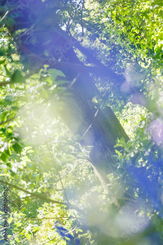 Bright sunlight through green tree leaves with lens flare