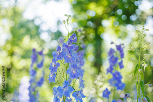 Blue delphinium flowers blooming in a summer garden