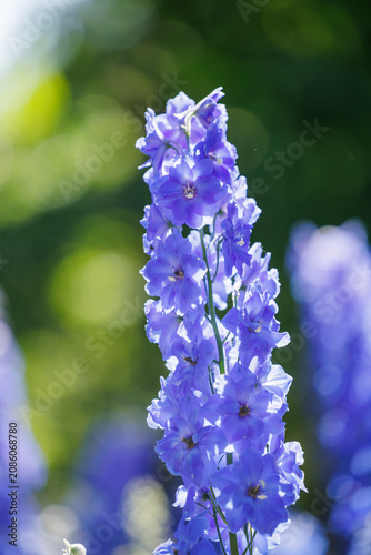 Tall spire of blue larkspur flowers in bright sunlight