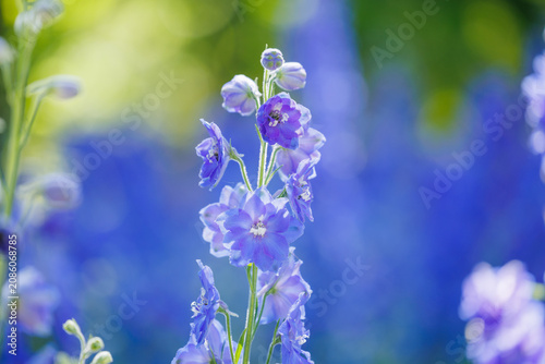 Stunning blue delphinium flowers blooming under the sun