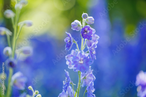 Beautiful blue delphinium flower blooming in the garden