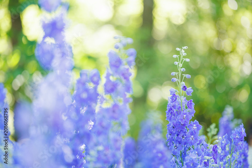 Horizontal cluster of blue delphinium flowers in a soft garden