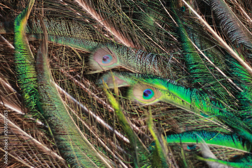 Vibrant green and blue exotic peacock feathers in a chaotic natural arrangement.
