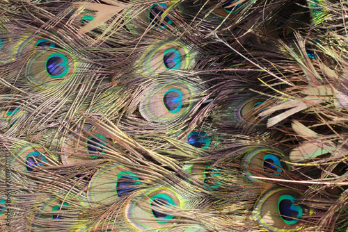 Beautiful full frame background pattern of colorful peacock feathers.