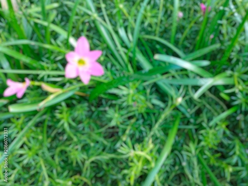 Soft Focus Pink Flower Background