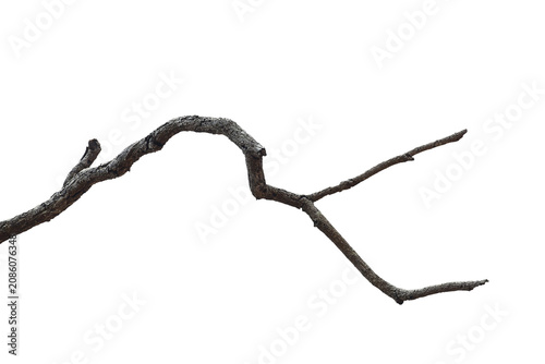 Dead branch with cracked bark isolated on transparent background.