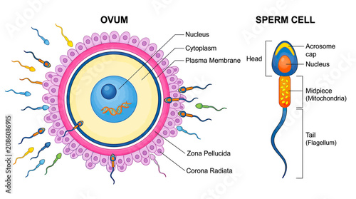 Bild auf Leinwand Ovum and Sperm Cell Diagram: Fertilization Process Illustration