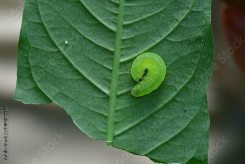 ORUGAS DE MARIPOSA